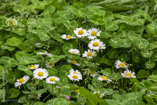 Tableau sur toile White daisy flowers and clover leaves in the morning dew in the park
