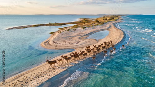 Konstfotografi Aerial view running family of deers on the lake, herd of deers on a sandbank