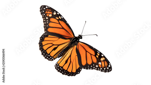 Photos Beautiful vibrant orange monarch butterfly insect with wings open macro view iso