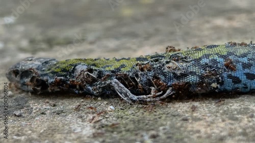 Detailed Macro view of predators ants colony while eating dead Lizard, 4k animal Wildlife