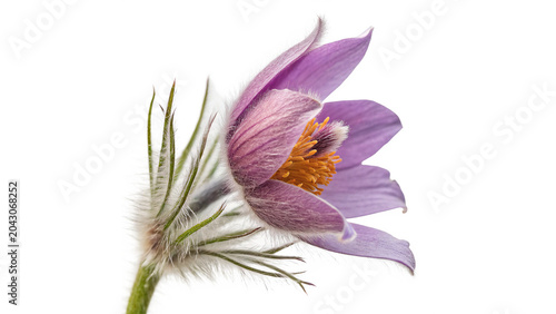 Foto soft purple pasqueflower pulsatilla vulgaris fuzzy isolated on transparent backg