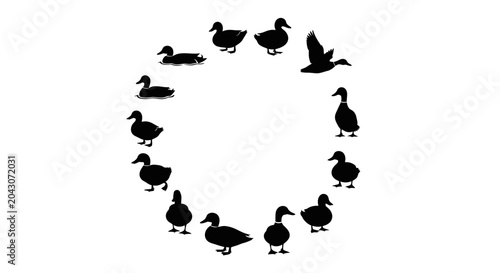 Foto Black ducks in a circular formation.