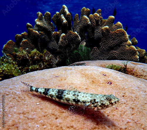 Obraz na płótnie Filipino sea life