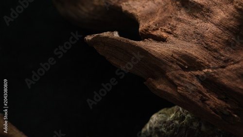 Valokuva Weathered driftwood edge with dark negative space