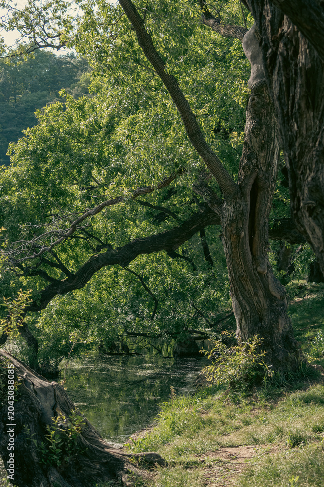 Fototapeta premium Ancient tree beside a peaceful forest stream