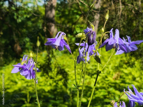 Beautiful purple columbine flowers blooming in the wild with a lush green sunny forest background.