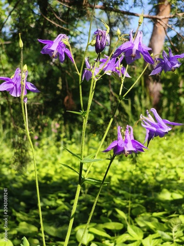 Beautiful purple columbine flowers blooming in the wild with a lush green sunny forest background.