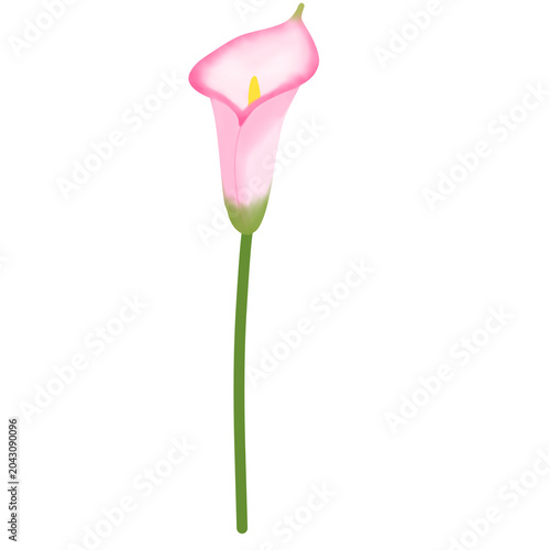 A beautiful elegant pink calla lily flower blooming illustration isolated, nature floral design element
