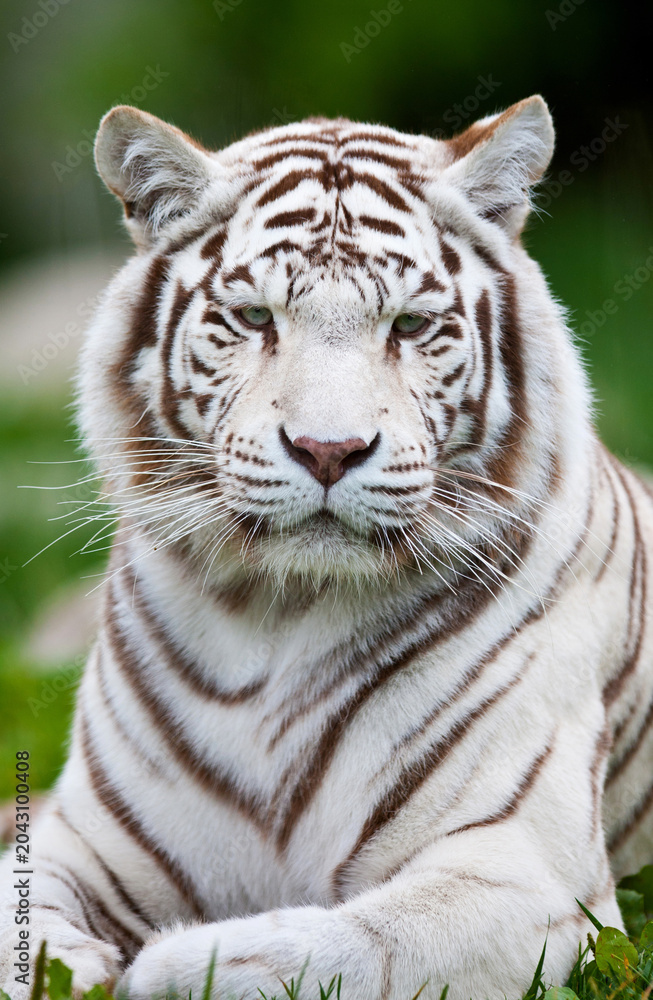Fototapeta premium Close-up portrait of a majestic white tiger showing intense facial features and dark stripes with predator