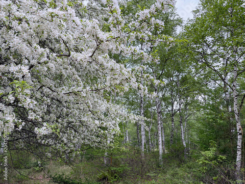 日本：八千穂高原の白樺群生地／白いズミ(Malus toringo、別名コナシ)とシラカバ／長野県・5月