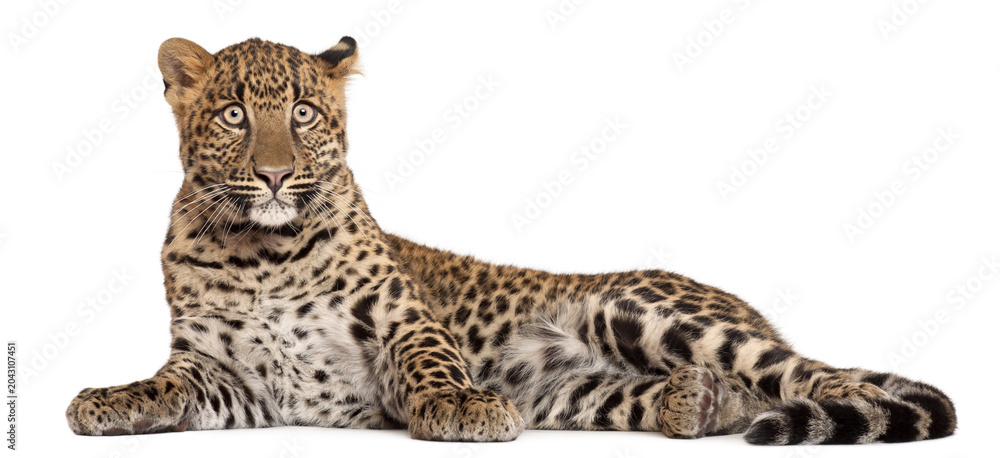 Naklejka premium A young spotted leopard lying down on a white background with wildlife predator portrait isolated creature