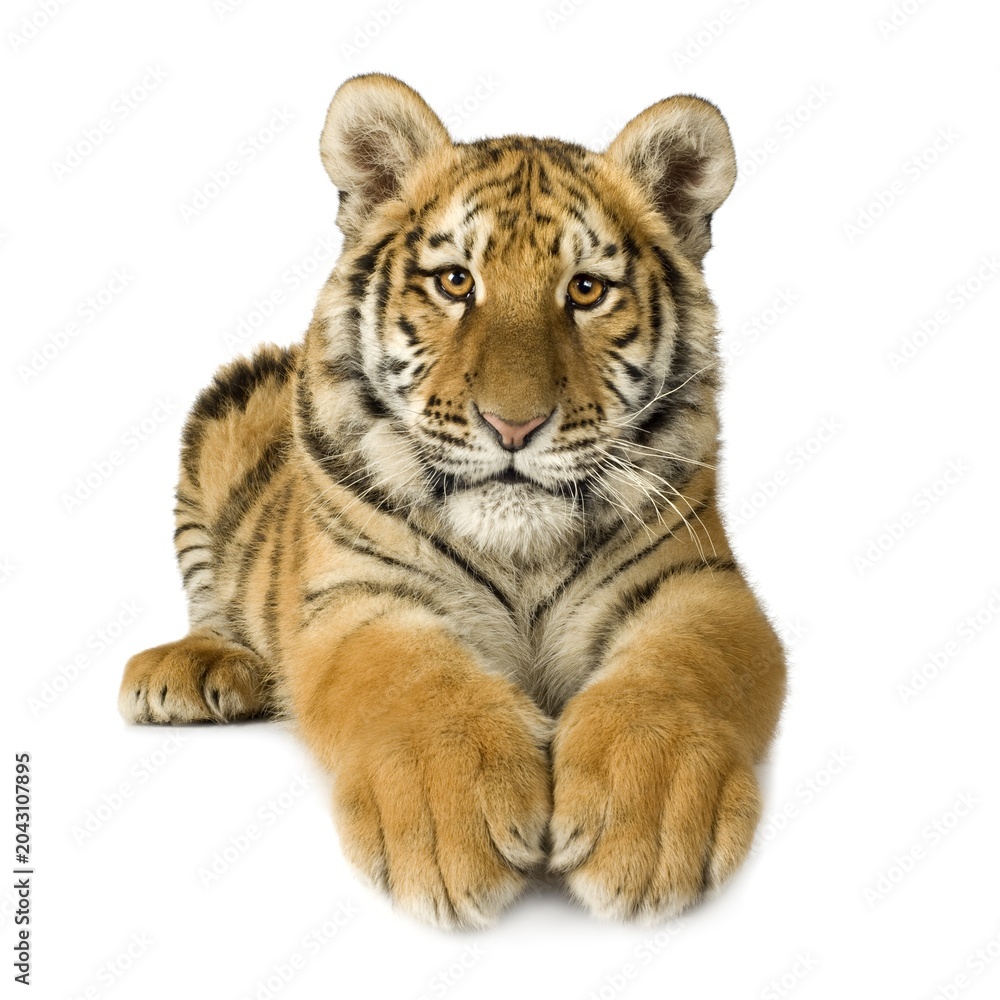 Obraz premium Young tiger cub resting isolated on white background with predator wildlife isolated portrait beautiful