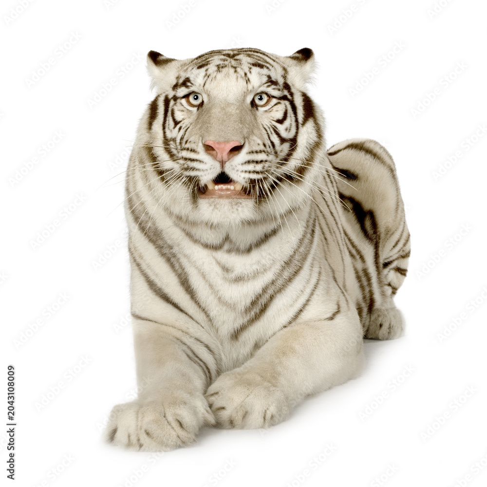 Obraz premium White bengal tiger looking forward with predator majestic wildlife isolated background carnivore