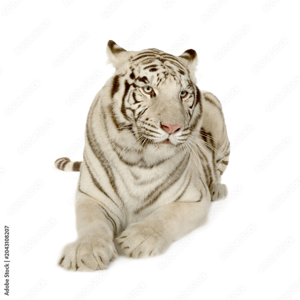 Obraz premium White bengal tiger resting isolated on white background with predator majestic wildlife portrait carnivore