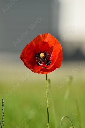 Mohnblume