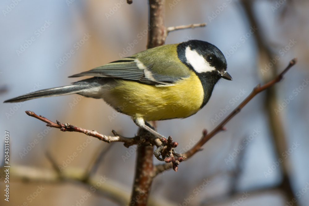 Obraz premium Great Tit (Parus major) perched on a branch