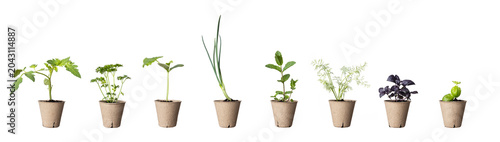 Set of green vegetable and aromatic herb seedlings growing in biodegradable peat pots, organic gardening eco collection packshot isolated on white background