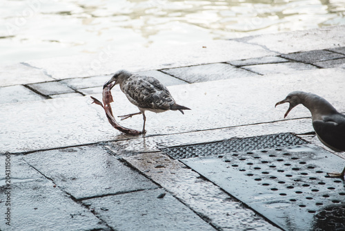 Tableau sur toile Larus seagull eating fish remains on wet pavement