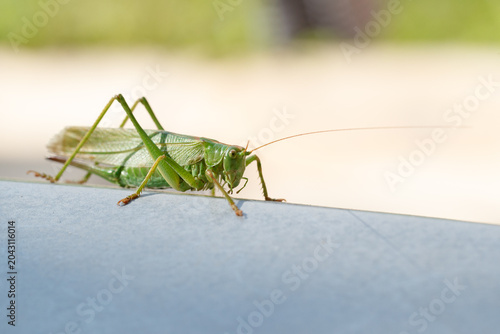 Bild auf Leinwand Great green bush-cricket (Tettigonia viridissima) on a surface