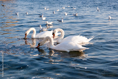 Tableau sur toile Mute swans (Cygnus olor) and gulls on water