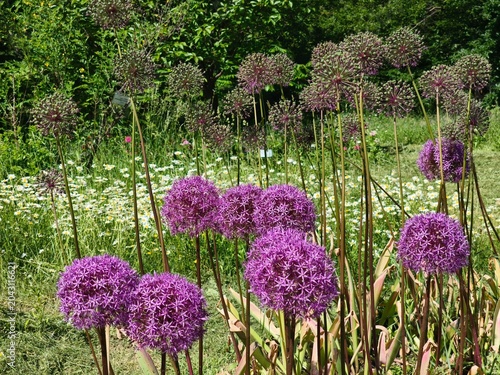Vibrant purple allium flowers blooming in a sunny botanical garden with a field of white daisies in the background.