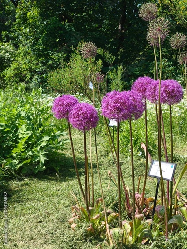 Vibrant purple allium flowers blooming in a sunny botanical garden with a field of white daisies in the background.