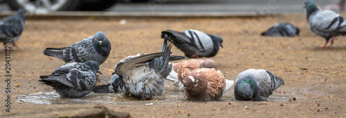 Foto Pigeons walking and pecking on a city street, representing urban wildlife, everyday city life, and peaceful coexistence of animals within human environments