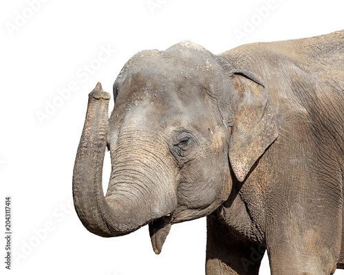 Cuadro en lienzo Isolated portrait of a young elephant making a gesture with it's trunk
