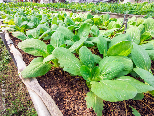 Fresh organic vegetables growing in a green garden during spring and summer