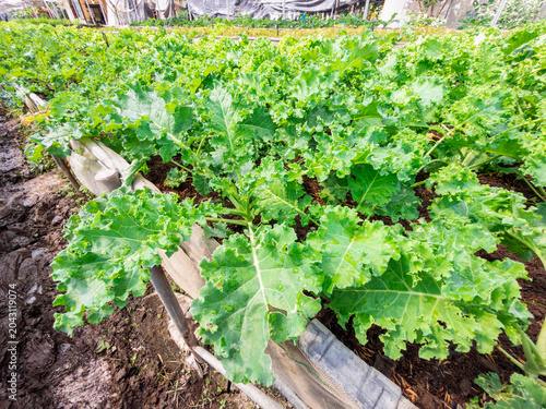 Fresh organic vegetables growing in a green garden during spring and summer