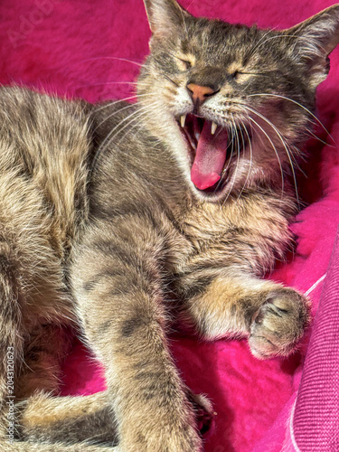 Müde Katze mit grauem Fell liegt gähnend auf einem pinkem Sessel