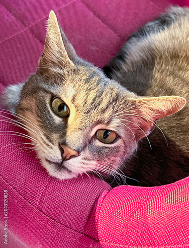 Katze mit grauem Fell liegt entspannt auf einem pinken Sessel