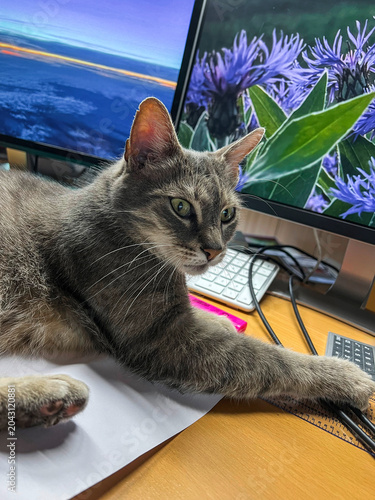 Katze mit grauem Fell liegt entspannt im Büro auf dem Schreibtisch vor dem Bildschirm