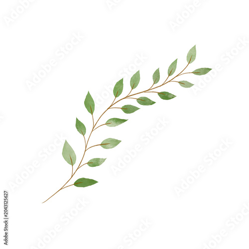 Obraz na plátně Sage green slim leaf branch trailing plant PNG