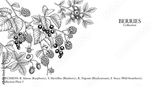 Slika na platnu Vintage botanical berries collection, hand drawn raspberry and blueberry line ar