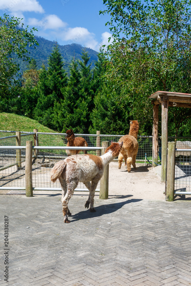 Naklejka premium Alpaca on a farm with mountain landscape, green pine forest, and blue sky background. Peaceful rural scenery featuring livestock in a natural countryside setting