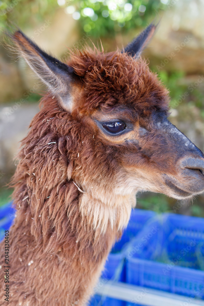 Naklejka premium Adorable brown alpaca portrait in a rural outdoor setting, featuring detailed wool texture, shallow depth of field, and natural sunlight. Perfect for themes related to animals, farming and livestock