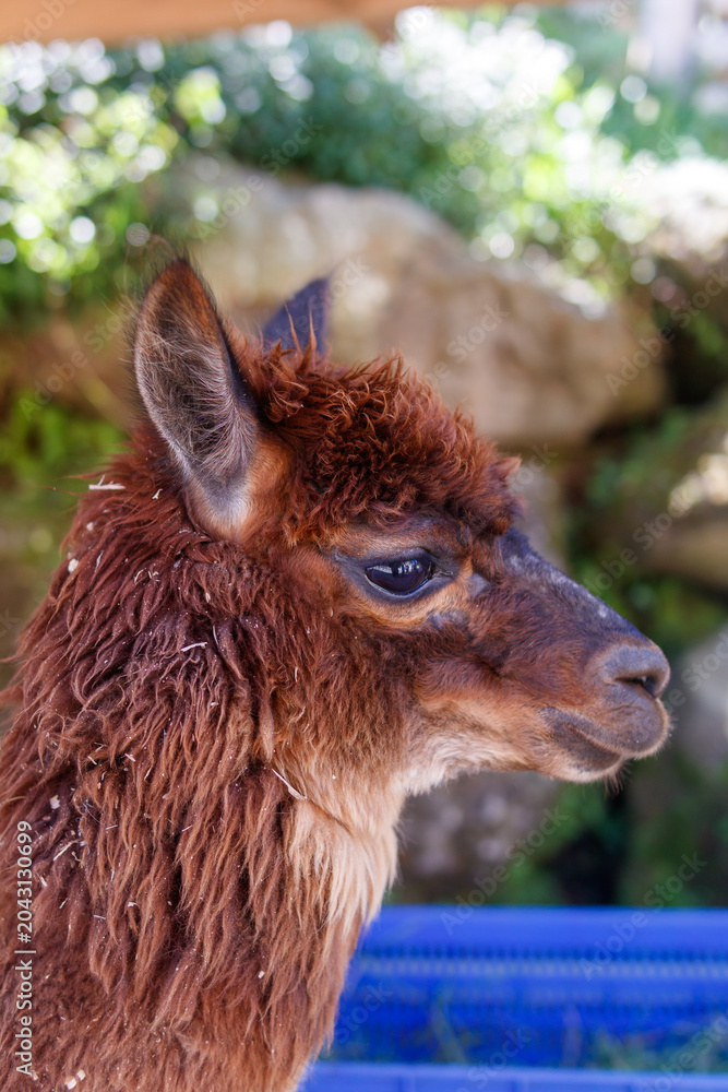 Naklejka premium Adorable brown alpaca portrait in a rural outdoor setting, featuring detailed wool texture, shallow depth of field, and natural sunlight. Perfect for themes related to animals, farming and livestock