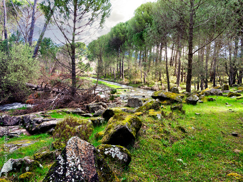 Rio Tietar entre los pinares