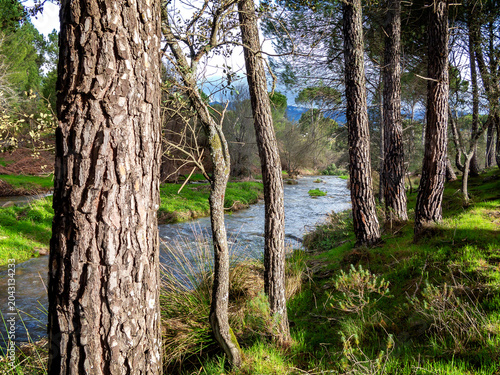 Rio Tietar tras los pinos