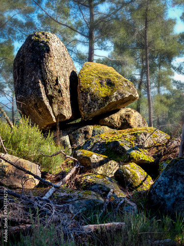 Rocas con musgo en el pinar