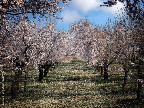 Almendros en flor