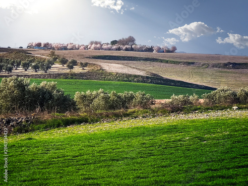 Primavera en los campos de Pinto