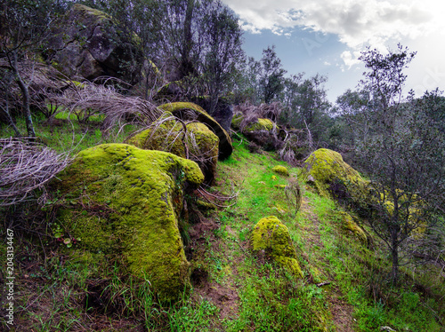 Camino entre el musgo
