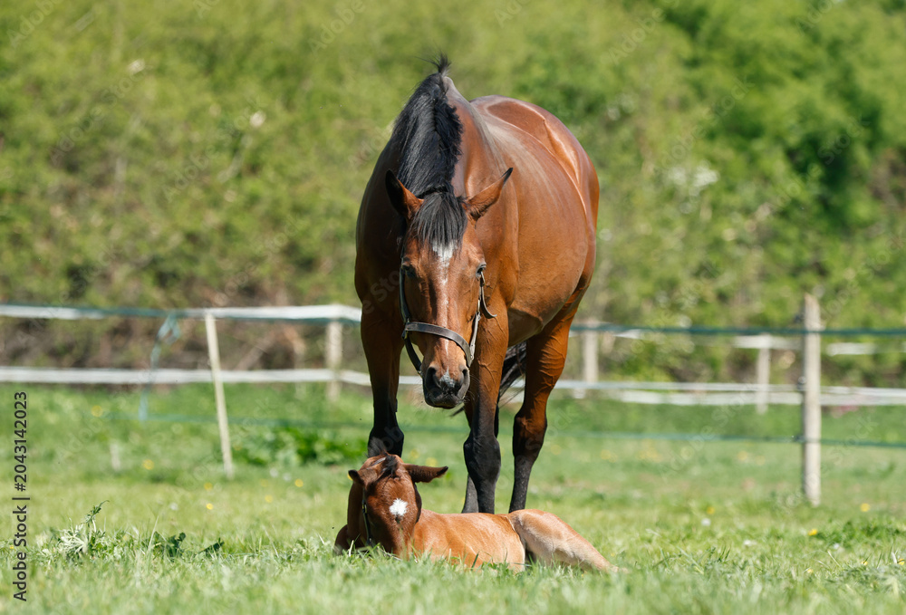 Φωτογραφία Broodmare standing over young sleeping foal