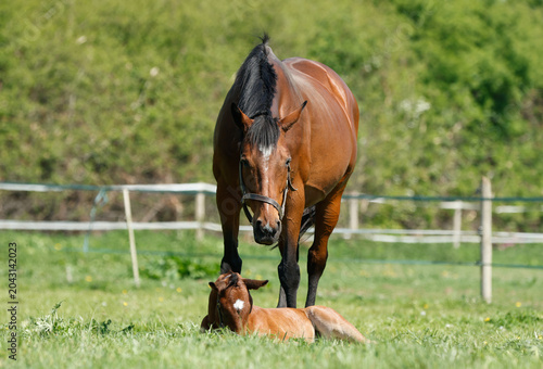 Φωτογραφία Broodmare standing over young sleeping foal