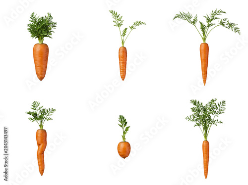 Billede på lærred Assortment of garden-fresh, bright orange carrots with bushy green foliage, neatly isolated on a transparent background
