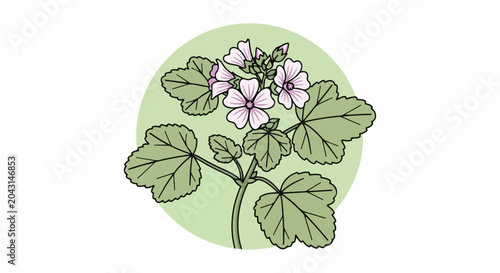 A light green circle frames a stylized depiction of a mallow plant with pink flowers
