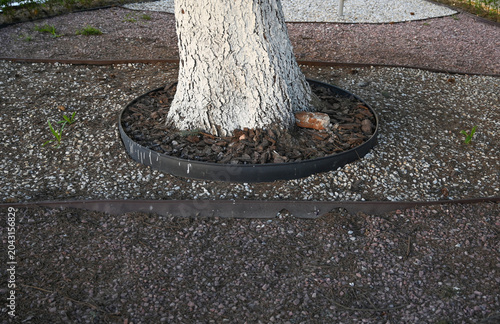 Garden scene with tree, mulch, and edging near gravel path in evening light