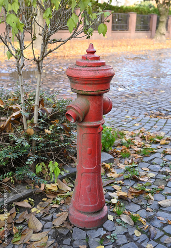 Fire hydrant stands in a quiet urban area surrounded by fallen leaves and trees in the afternoon light